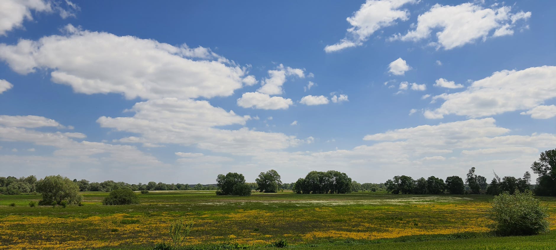 Ilustracja przedstawiająca zieleń i troskę o planetę w kontekście Międzyrzeca Podlaskiego.